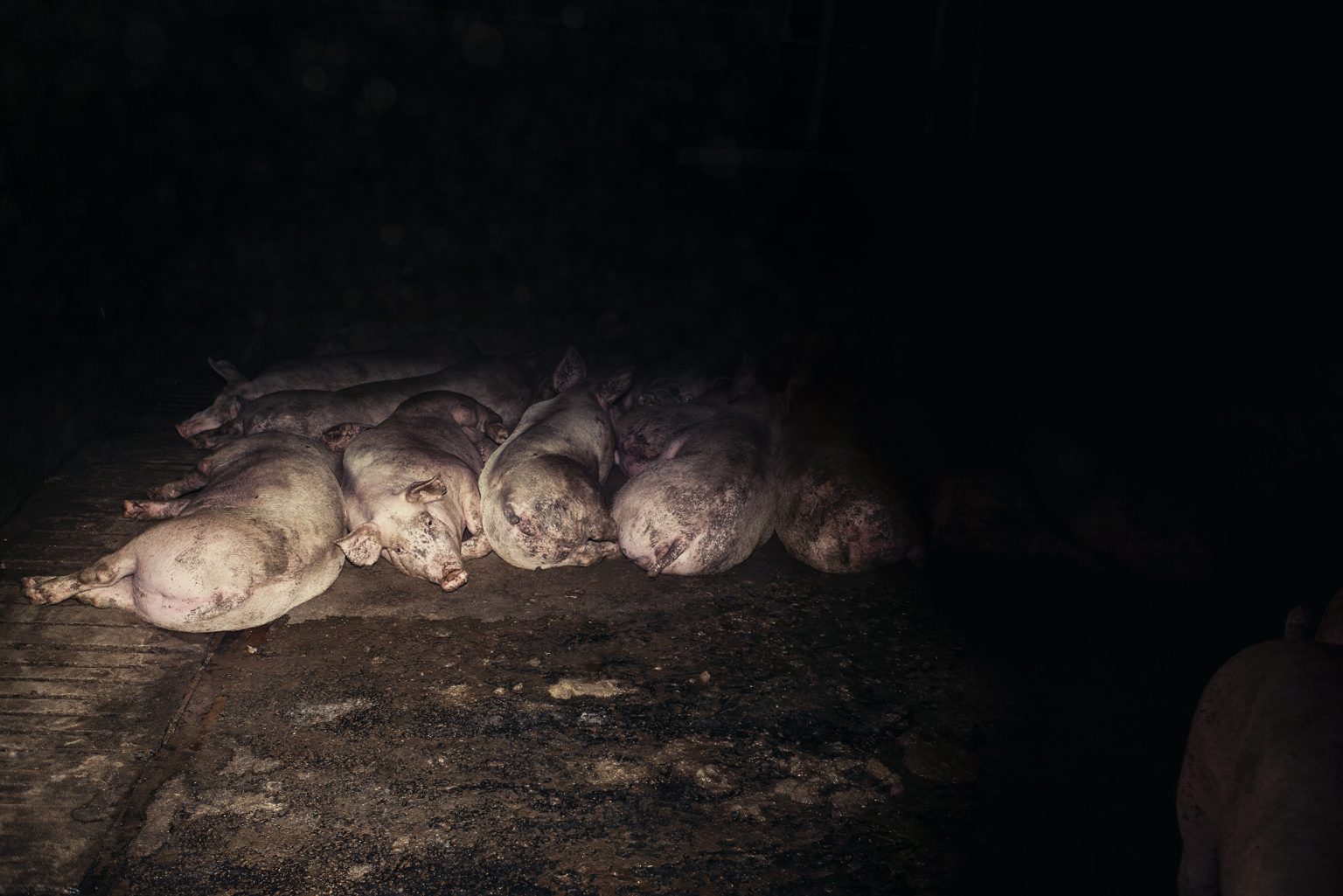 The interior of a fattening pig farm. Emilia Romagna. October 2017.

L'interno di un allevamento di suini da ingrasso. Emilia Romagna. Ottobre 2017.