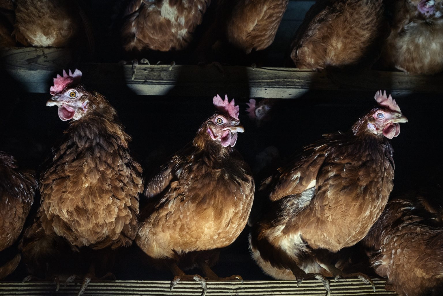 Laying hens on a free-range farm. Emilia Romagna. January, 2017.

Galline ovaiole in un allevamento a terra. Emilia Romagna. Gennaio, 2017.