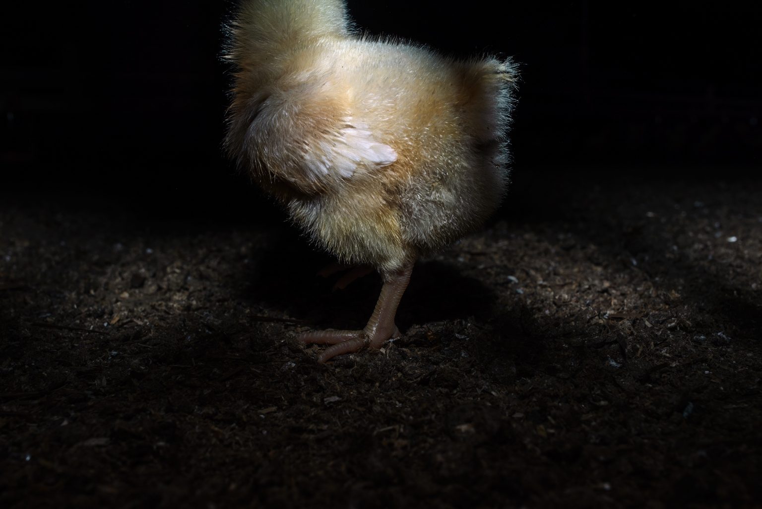 A few days old chick in a fettening chicken farm. Emilia Romagna. May 2017.

Un pulcino di pochi giorni in un allevamento di polli da ingrasso. Emilia Romagna. Maggio 2017.