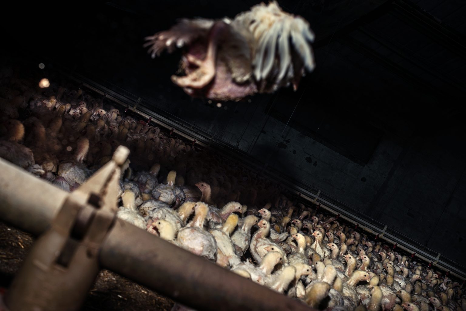 The interior of a fattening chicken farm. Emilia Romagna. May 2017.

L'interno di un allevamento di polli da ingrasso. Emilia Romagna. Gennaio 2018.