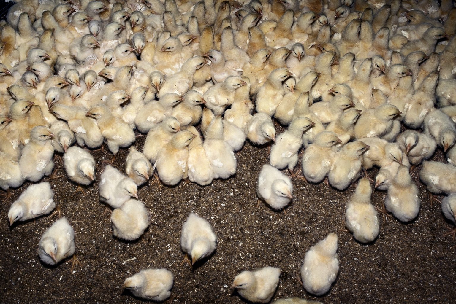 The interior of a fattening chicken farm. Emilia Romagna. May 2017.

L'interno di un allevamento di polli da ingrasso. Emilia Romagna. Gennaio 2018.
