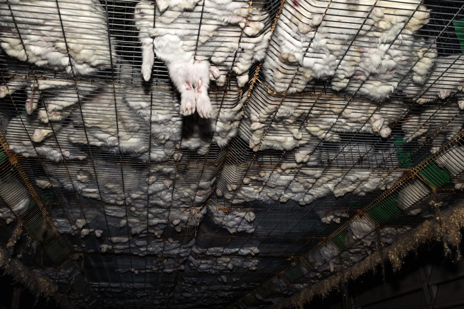 The interior of a rabbit farm. A rabbit got stuck in the cage where it lives. Emilia Romagna. May 2017.

L'interno di un allevamento di conigli. Un coniglio è rimasto incastrato nella gabbia dove vive. Emilia Romagna. Maggio 2017.