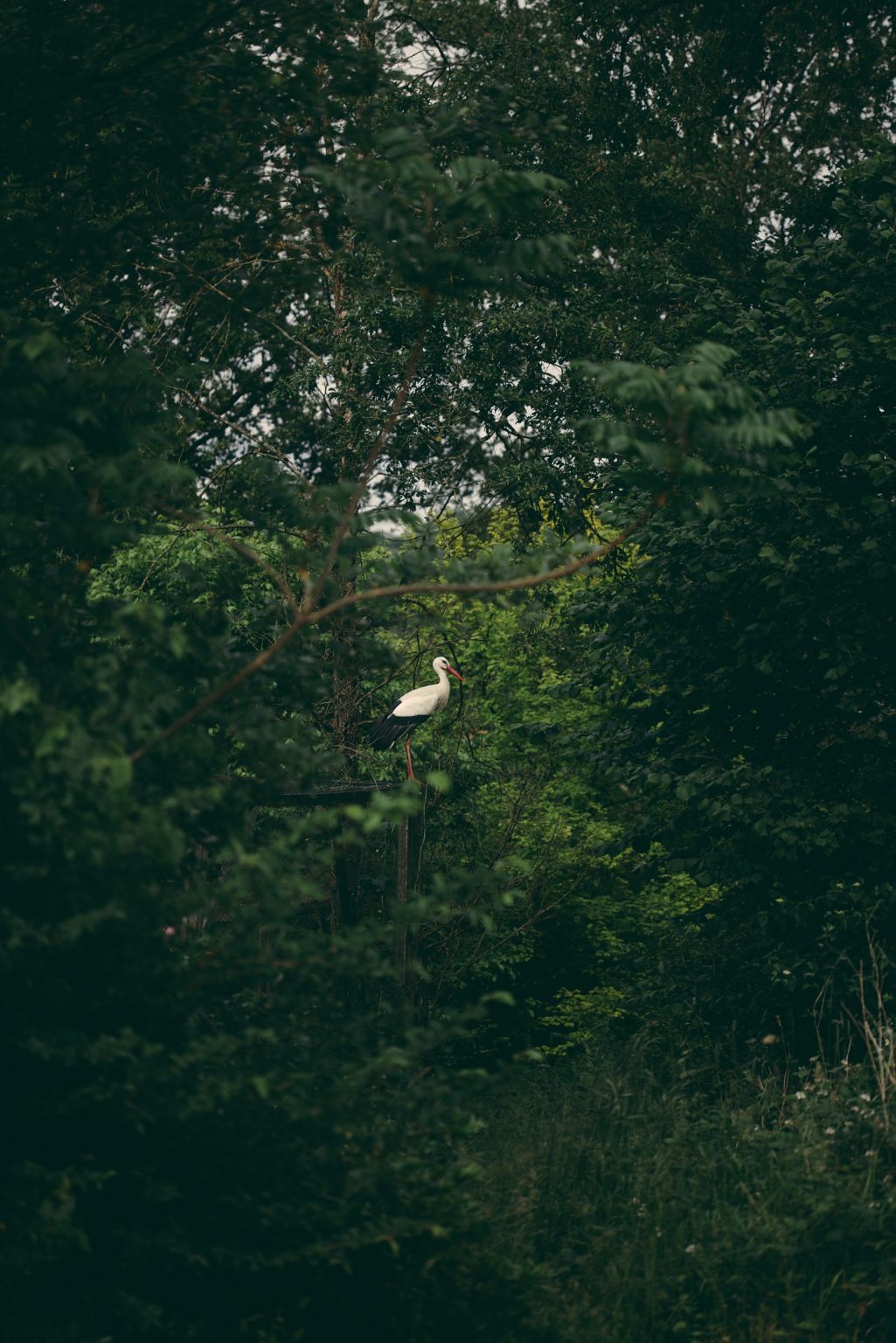 Bonneuil-Matours, France, May 2019 - La Maison Neuve. The white stork Mildred in the woods behind Tristan's house. >< 
Bonneuil-Matours,, Francia, maggio 2019 - La cicogna bianca Mildred nel bosco dietro la casa di Tristan.*** SPECIAL   FEE   APPLIES *** *** Local Caption *** 01489362