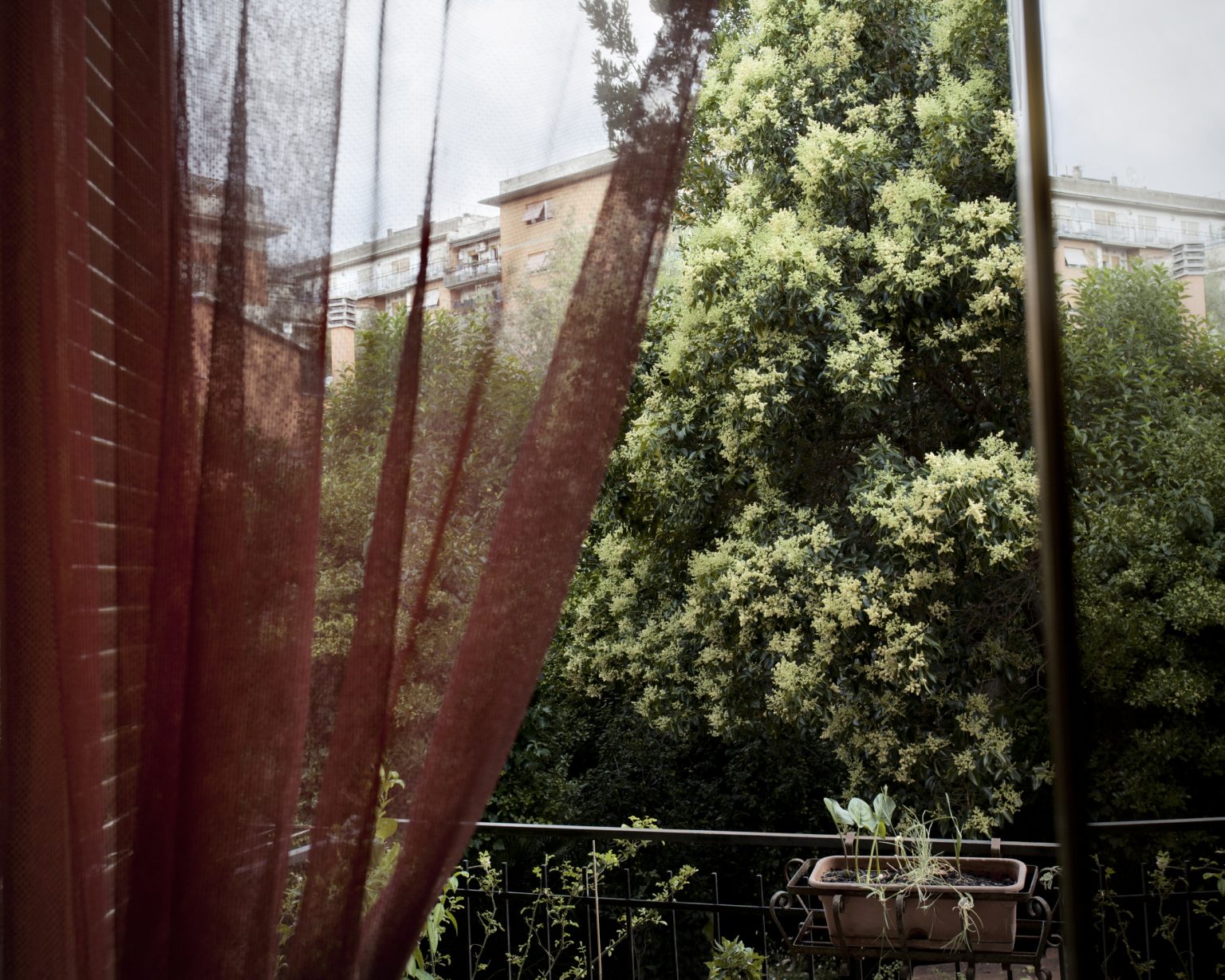 Rome, June 2014 - Pigneto district. Inner garden facing via del Pigneto
><
Roma, giugno 2014 - Pigneto. Giarino interno che affaccia su via del Pigneto.