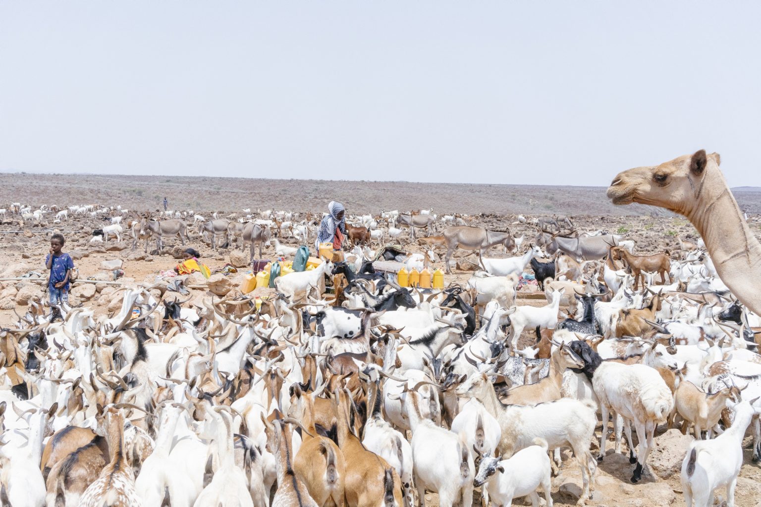 DJIBUTI. 13 settembre 2021 - Pastori con il loro gregge fuori da una base militare dell'esercito di Gibuti.

DJIBOUTI. 13 September 2021 - Shepherds with their animals outside a military base of the Djibouti army.