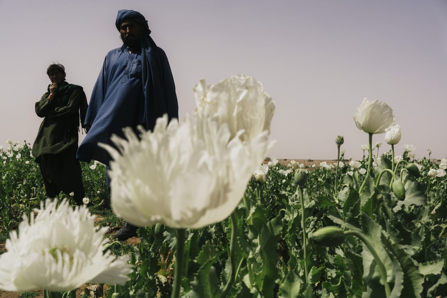 Farah Province, Afghanistan, March 2022 - Farmers stand on their opium field. ><
Provincia di Farah, Afghanistan, marzo 2022 - Agricoltori nel loro campo di oppio