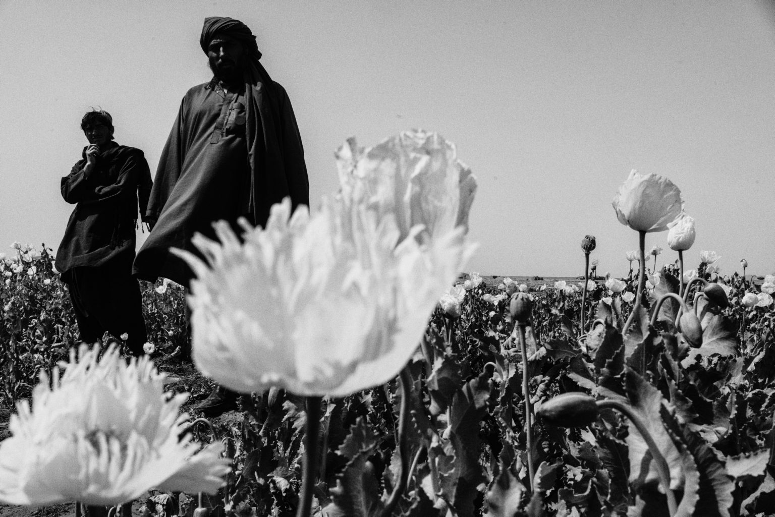 FARAH PROVINCE, AFGHANISTAN - MARCH 18, 2022:
Farmers stand on their opium field in Farah province.
(Photo by Lorenzo Tugnoli/The Washington Post/Contrasto)