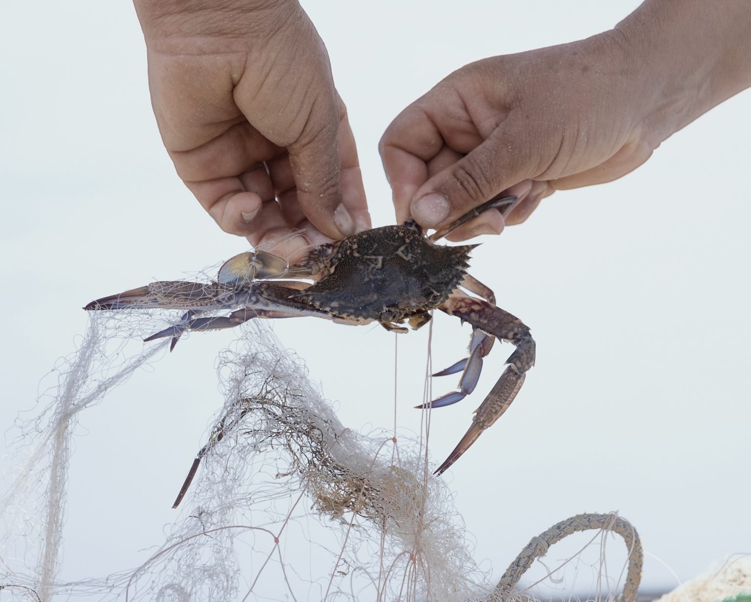 Kerkennah Islands (Tunisia), June 2022 - A crab entangled in fishing nets. The blue crab (Portunus segnis) is an invasive alien species from the Red Sea, which arrived in the Gulf of Gabès in 2014, with a population explosion in August 2015, finding favorable conditions for its settlement thanks to the vulnerability of the ecosystem and climate change. Along with other factors, including pollution and intensive fishing, the blue crab is among the causes that have led to the decline of marine biodiversity in the gulf. Nicknamed 'Daesh' by fishermen because of its devastating impact on the marine ecosystem and on fishing nets that are cut by the power of the claws and the spines around them, this crab feeds on many of the marine species present in the gulf, mainly crustaceans, molluscs and fish. It is assumed that the route of introduction into the Mediterranean was that of maritime traffic, within the ballast waters of the ships.
><
Isole Kerkennah (Tunisia), giugno 2022 - Un granchio impigliato nelle reti da pesca. Il granchio blu (Portunus segnis) è una specie aliena invasiva proveniente dal Mar Rosso, arrivata nel Golfo di Gabès nel 2014, con unesplosione demografica nellagosto del 2015, trovando condizioni favorevoli al suo insediamento grazie alla vulnerabilità dellecosistema e ai cambiamenti climatici. Insieme ad altri fattori, tra cui linquinamento e la pesca intensiva, il granchio blu è tra le cause che hanno portato al declino della biodiversità marina nel golfo. Soprannominato dai pescatori Daesh a causa del suo impatto devastante sullecosistema e sulle reti da pesca, che vengono tagliate dalle potenza delle chele e dalle spine presenti attorno ad esse, questo granchio si ciba di molte delle specie marine presenti nel golfo, principalmente crostacei, molluschi e pesci. Si ipotizza che la via di introduzione nel Mediterraneo sia stata quella del traffico marittimo, allinterno delle acque di zavorra delle navi.