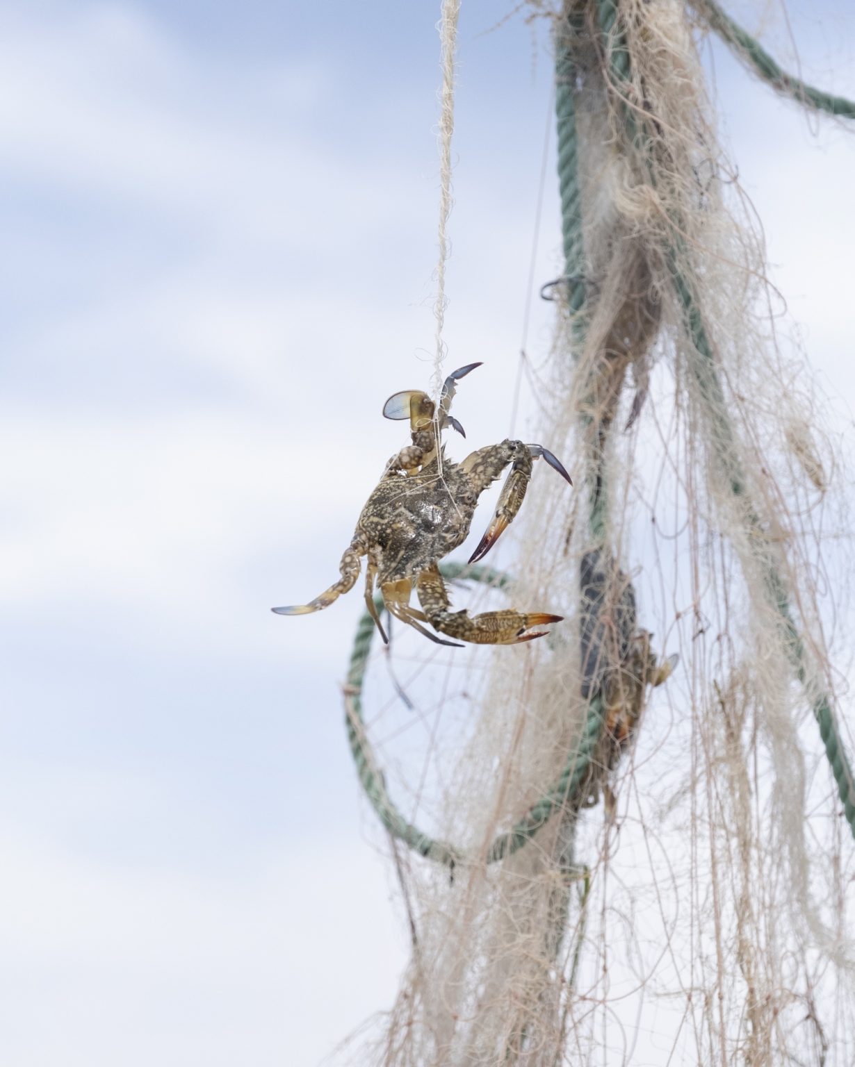 Kerkennah Islands (Tunisia), June 2022 - A crab entangled in fishing nets. The blue crab (Portunus segnis) is an invasive alien species from the Red Sea, which arrived in the Gulf of Gabès in 2014, with a population explosion in August 2015, finding favorable conditions for its settlement thanks to the vulnerability of the ecosystem and climate change. Along with other factors, including pollution and intensive fishing, the blue crab is among the causes that have led to the decline of marine biodiversity in the gulf. Nicknamed 'Daesh' by fishermen because of its devastating impact on the marine ecosystem and on fishing nets that are cut by the power of the claws and the spines around them, this crab feeds on many of the marine species present in the gulf, mainly crustaceans, molluscs and fish. It is assumed that the route of introduction into the Mediterranean was that of maritime traffic, within the ballast waters of the ships.
><
Isole Kerkennah (Tunisia), giugno 2022 - Un granchio impigliato nelle reti da pesca. Il granchio blu (Portunus segnis) è una specie aliena invasiva proveniente dal Mar Rosso, arrivata nel Golfo di Gabès nel 2014, con unesplosione demografica nellagosto del 2015, trovando condizioni favorevoli al suo insediamento grazie alla vulnerabilità dellecosistema e ai cambiamenti climatici. Insieme ad altri fattori, tra cui linquinamento e la pesca intensiva, il granchio blu è tra le cause che hanno portato al declino della biodiversità marina nel golfo. Soprannominato dai pescatori Daesh a causa del suo impatto devastante sullecosistema e sulle reti da pesca, che vengono tagliate dalle potenza delle chele e dalle spine presenti attorno ad esse, questo granchio si ciba di molte delle specie marine presenti nel golfo, principalmente crostacei, molluschi e pesci. Si ipotizza che la via di introduzione nel Mediterraneo sia stata quella del traffico marittimo, allinterno delle acque di zavorra delle navi.