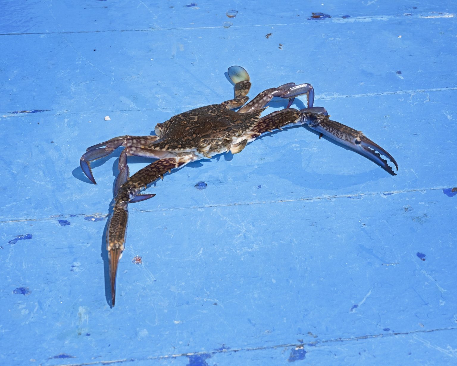 Kerkennah Islands (Tunisia), June 2022 - An ovigerous female of blue crab (Portunus segnis), an invasive alien species from the Red Sea, which arrived in the Gulf of Gabès in 2014, with a population explosion in August 2015, finding favorable conditions for its settlement thanks to the vulnerability of the ecosystem and climate change. Each female can lay more than 2 million eggs during the breeding season in summer. Along with other factors, including pollution and intensive fishing, the blue crab is among the causes that have led to the decline of marine biodiversity in the gulf. Nicknamed 'Daesh' by fishermen because of its devastating impact on the marine ecosystem and on fishing nets that are cut by the power of the claws and the spines around them, this crab feeds on many of the marine species present in the gulf, mainly crustaceans, molluscs and fish. It is assumed that the route of introduction into the Mediterranean was that of maritime traffic, within the ballast waters of the ships.
><
Isole Kerkennah (Tunisia), giugno 2022 - Una femmina ovigera di granchio blu (Portunus segnis), una specie aliena invasiva proveniente dal Mar Rosso, arrivata nel Golfo di Gabès nel 2014, con unesplosione demografica nellagosto del 2015, trovando condizioni favorevoli al suo insediamento grazie alla vulnerabilità dellecosistema e ai cambiamenti climatici. Ogni femmina può deporre più di 2 milioni di uova durante la stagione riproduttiva in estate. Insieme ad altri fattori, tra cui linquinamento e la pesca intensiva, il granchio blu è tra le cause che hanno portato al declino della biodiversità marina nel golfo. Soprannominato dai pescatori Daesh a causa del suo impatto devastante sullecosistema e sulle reti da pesca, che vengono tagliate dalle potenza delle chele e dalle spine presenti attorno ad esse, questo granchio si ciba di molte delle specie marine presenti nel golfo, principalmente crostacei, molluschi e pesci. Si ipotizza che la via di in