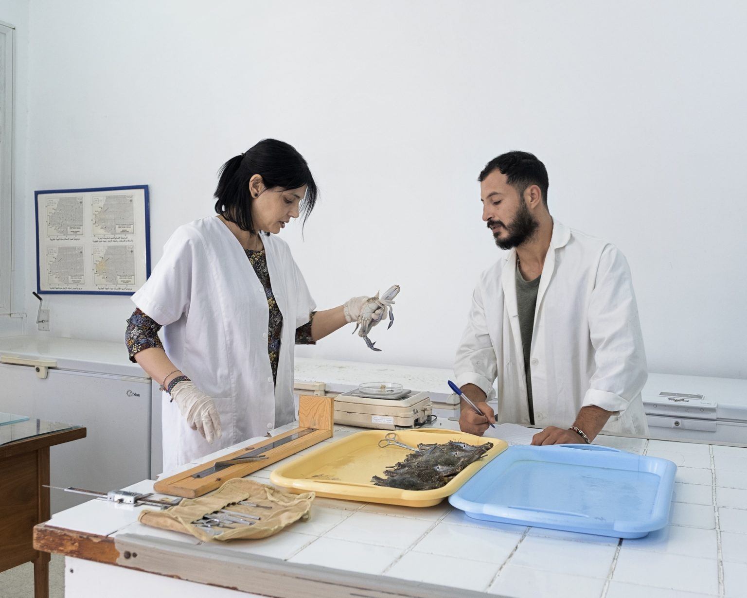 Sfax (Tunisia), June 2022 - Researchers Olfa Ben Abdallah and Mohamed Ali Labni examine the blue crab (Portunus Segnis) at the INSTM (Institut National Des Sciences Et Technologies De La Mer). Olfa deals with fisheries sciences and specializes in marine biology, stock evaluation and exotic crustaceans. In particular, in recent years she has been involved in studying the blue crab.
><
Sfax (Tunisia), giugno 2022 -  I ricercatori Olfa Ben Abdallah e Mohamed Ali Labni esaminano il granchio blu (Portunus segnis) presso lINSTM (Institut National Des Sciences Et Technologies De La Mer). Olfa si occupa di scienze della pesca ed è specializzata in biologia marina, valutazioni di stock e crostacei esotici. In particolare negli ultimi anni si è occupata di studiare il granchio blu.