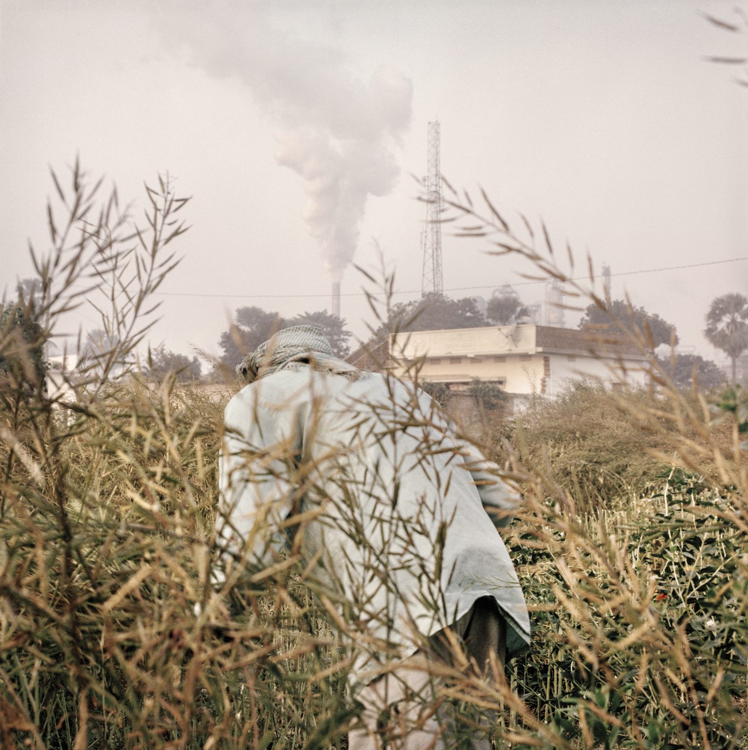 Man collects mustard leaves in a field accross an oil refinery along the Ganges.